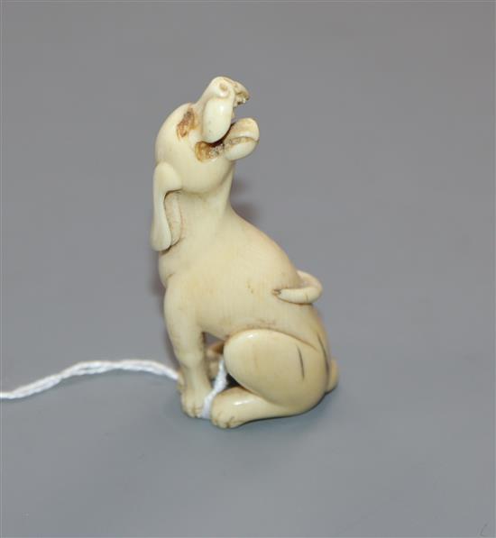 A 19th century Chinese carved ivory model of a seated hound height 7cm